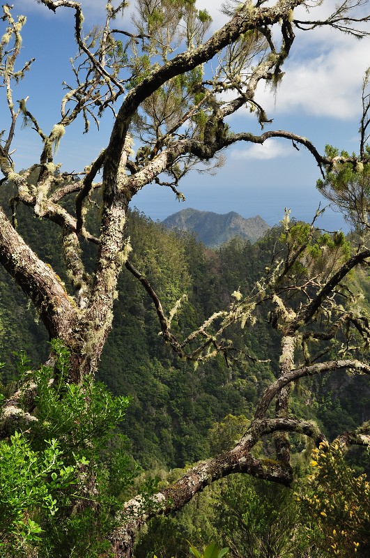 Madeira 2013 - levada do Furado, Ribeiro Frio - Portela 