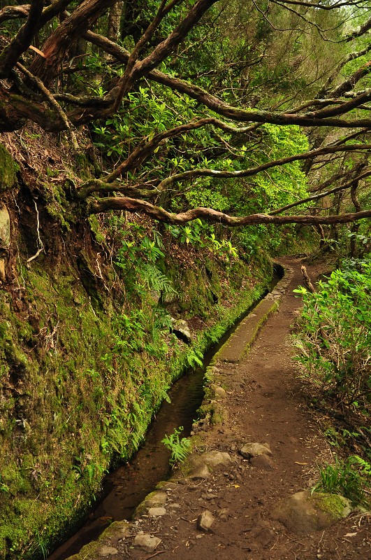 Madeira 2013 - levada de Caldeirao Verde 