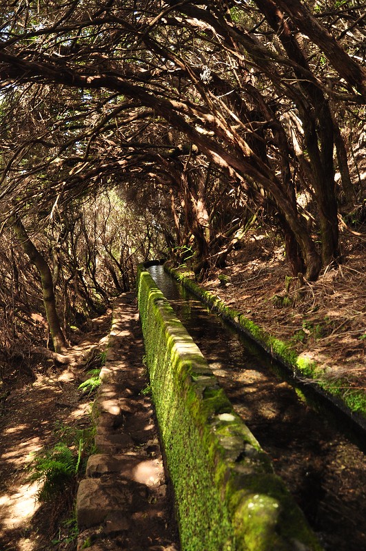 Madeira 2013 - levada das 25 Fontes, Paul da Serra 