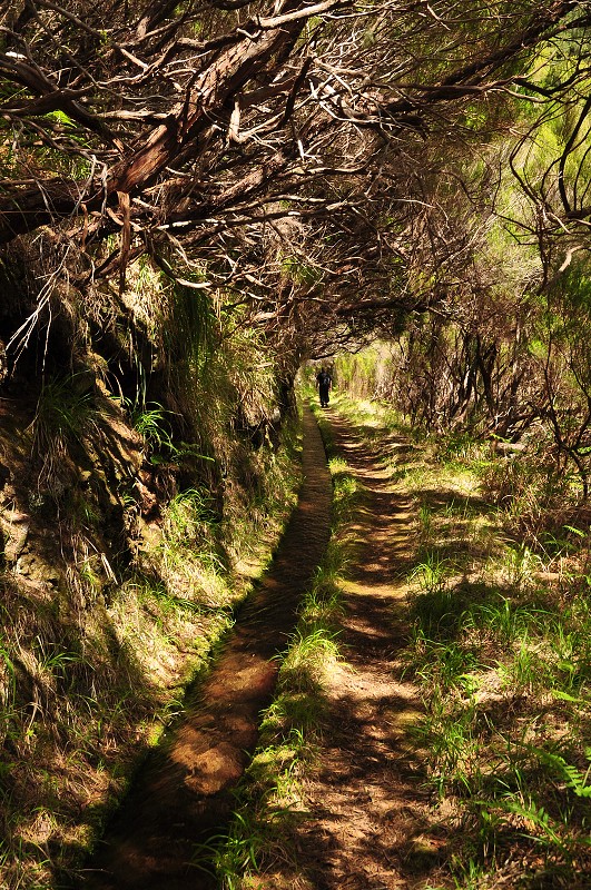 Madeira 2013 - levada da Rocha Vermelha, oblast Rabacal 