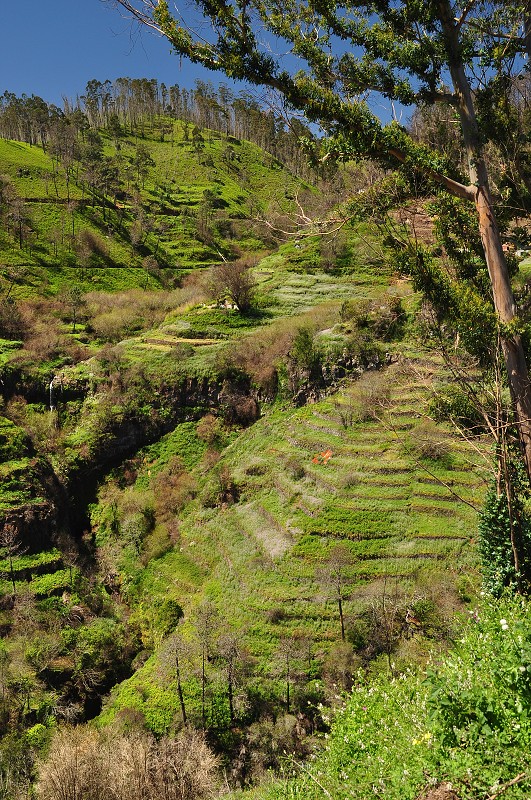 Madeira 2013 - levada dos Tornos, Sítio4 Estradas - Camacha 