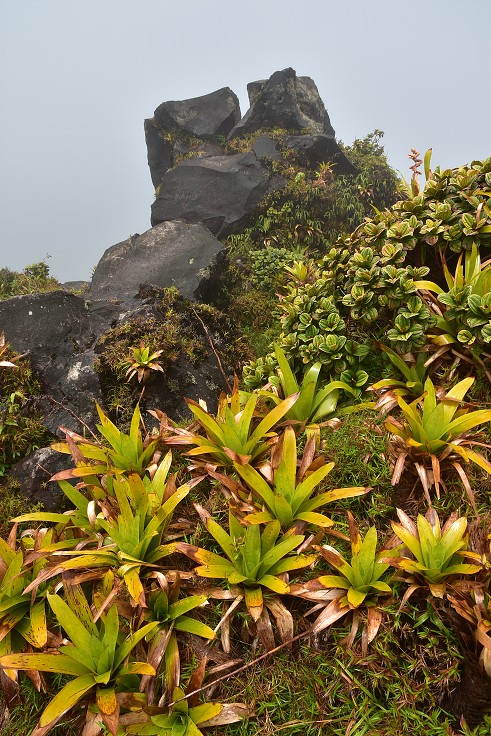 Malé Antily - Martinik - na vrcholu Montagne Pelée /1398 m/