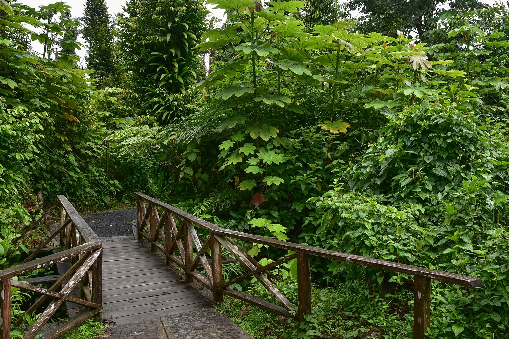 Malé Antily - Dominica - stezka k Emerald pool