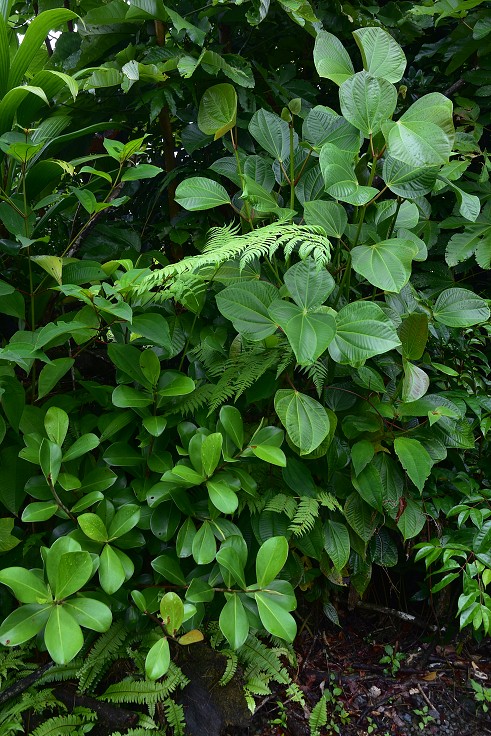 Malé Antily - Dominica - stezka k Emerald pool
