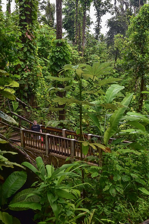 Malé Antily - Dominica - stezka k Emerald pool