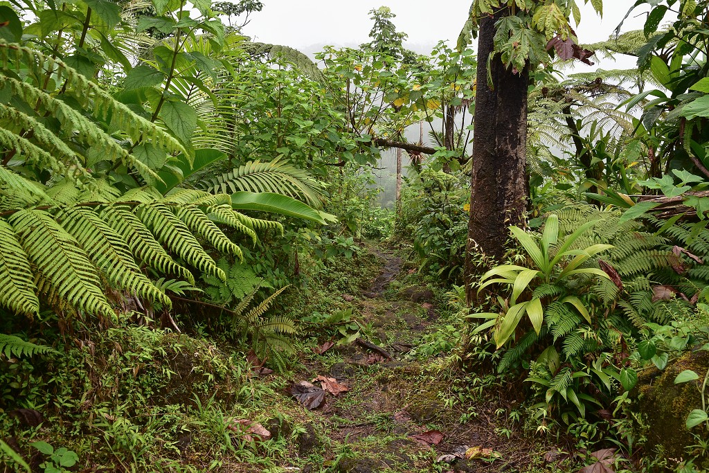 Malé Antily - Dominica, túra pralesem od Fresh Water Lake k Boeri Lake