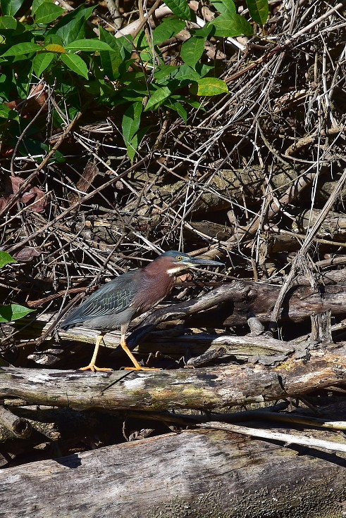 Malé Antily - Dominica - Portsmouth, Indian river