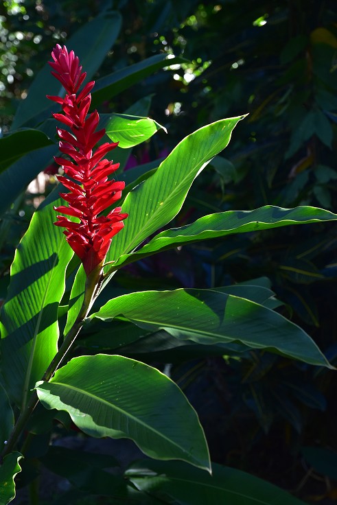 Malé Antily - Dominica - Portsmouth, Indian river, divoký zázvor