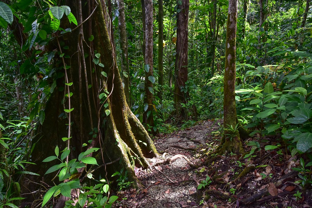 Malé Antily - Guadeloupe, Basse Terre, v pralese, podél Route Traversée