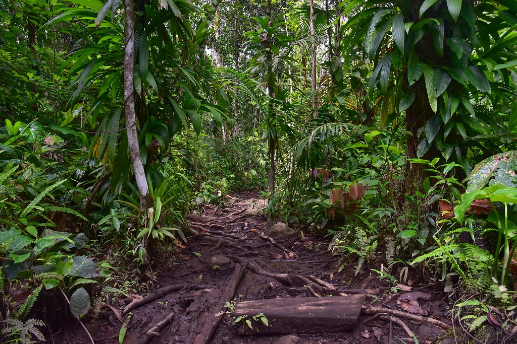 Malé Antily - Guadeloupe, Basse Terre, v pralese, podél Route Traversée