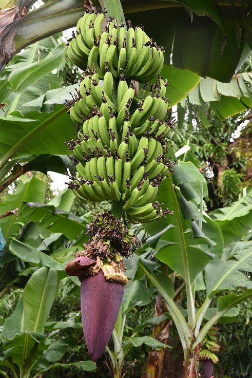 Malé Antily - Guadeloupe, Basse Terre, banány nad  St.Claude