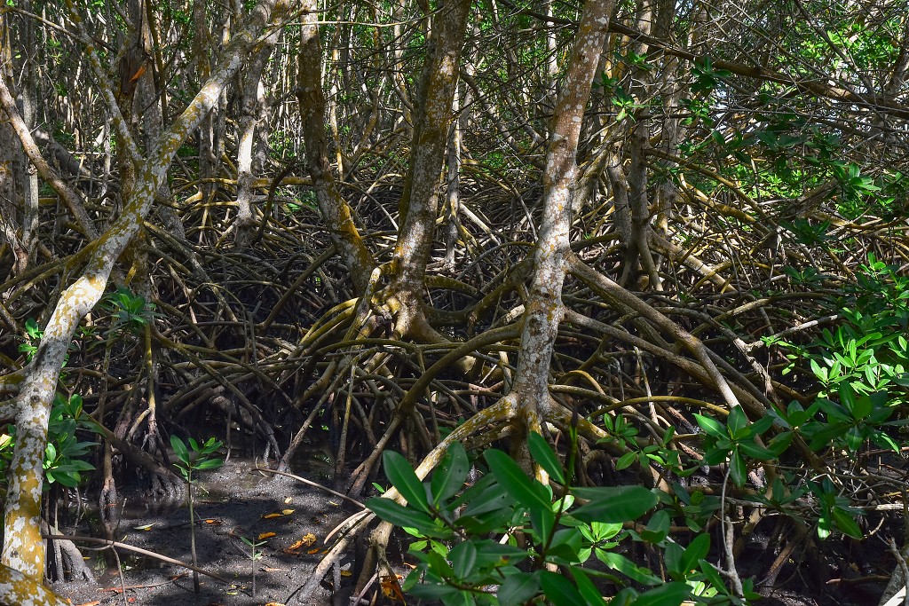 Malé Antily - Guadeloupe, mangrovy v n.p. Gauadeloupe, u Lamentin