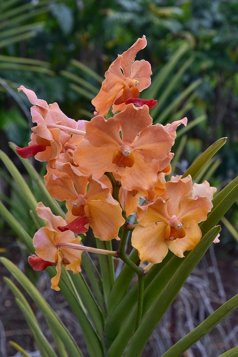 Malé Antily - Guadeloupe, Basse Terre, botanická zahr. v Deshaies