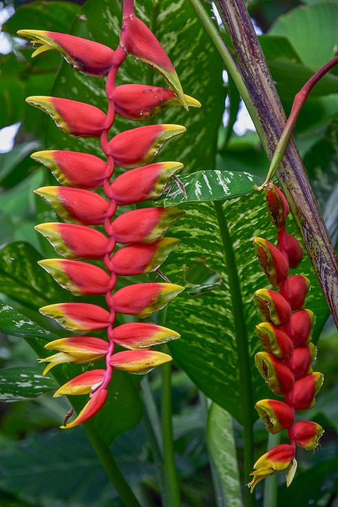 Malé Antily - Guadeloupe, Basse Terre, Heliconie, Deshaies