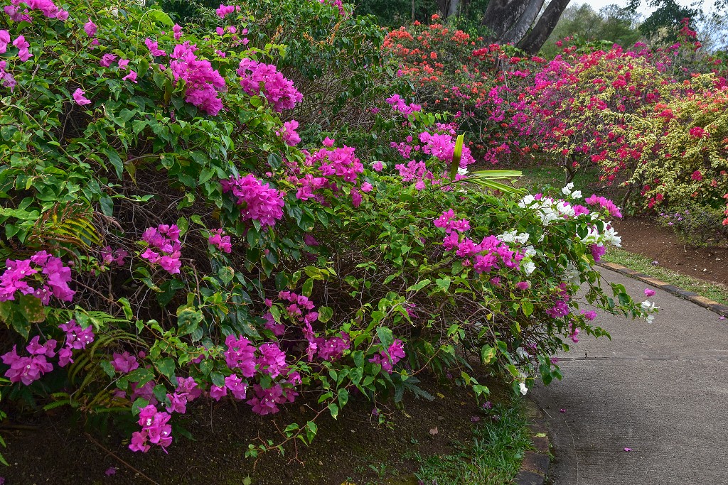 Malé Antily - Guadeloupe, Basse Terre, bouganvilea, v Deshaies