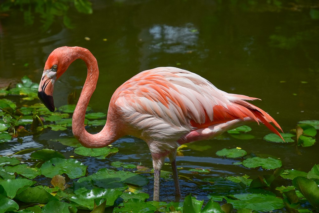 Malé Antily - Guadeloupe, Basse Terre, botanická zahr. v Deshaies