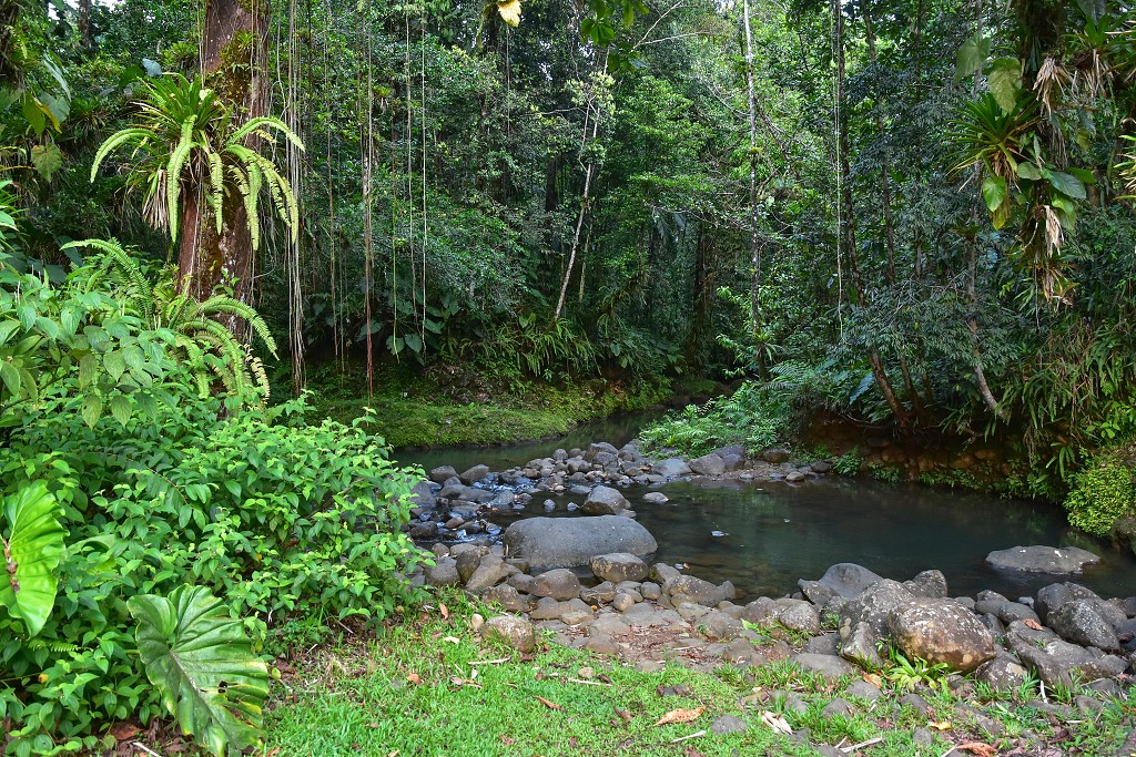 Malé Antily - Guadeloupe, Basse Terre, v pralese