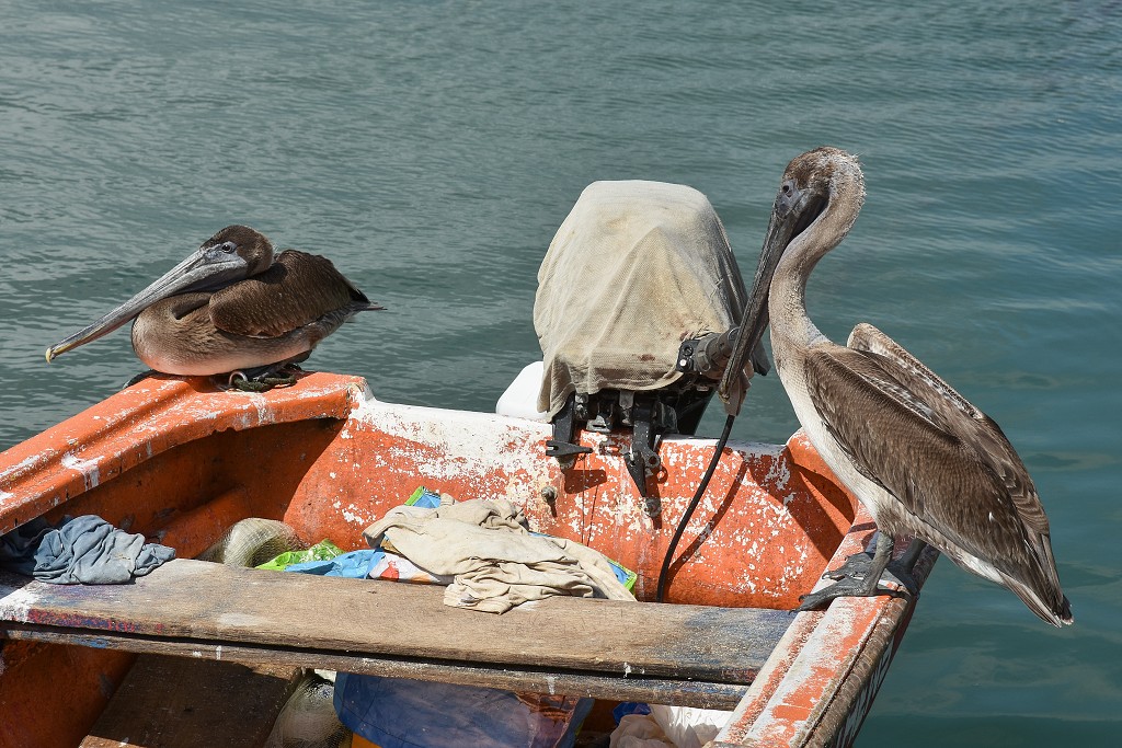 Malé Antily - Guadeloupe, Grande Terre, pelikán hnědý v Port Louis