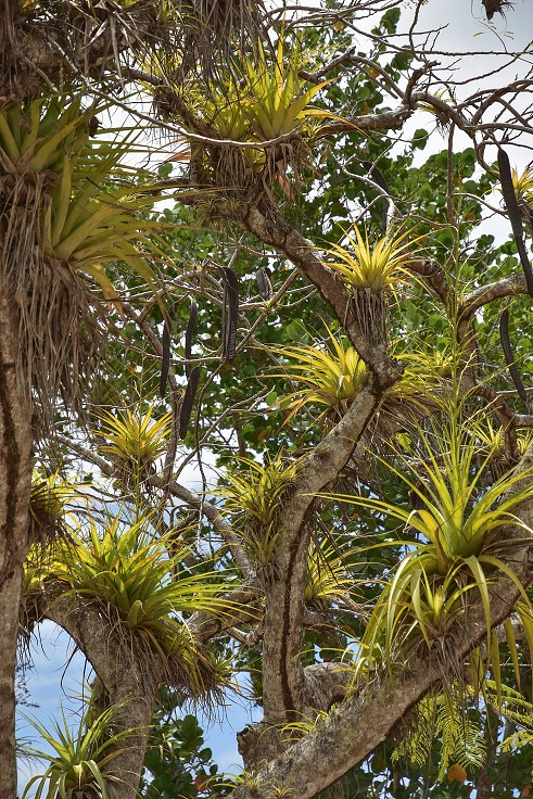 Malé Antily - Guadeloupe, Grande Terre, tilandsie, u Port Louis