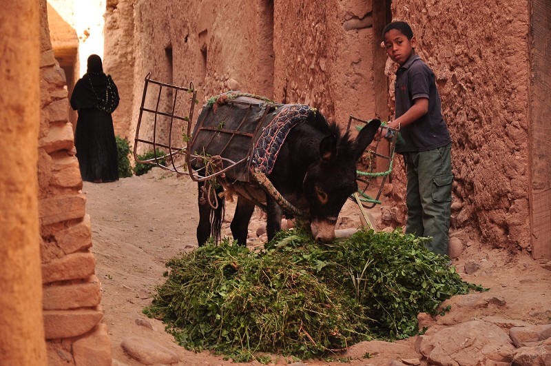 Maroko - kasbah Amazrou,jv. od  Zagory, Vallée du Dráa 