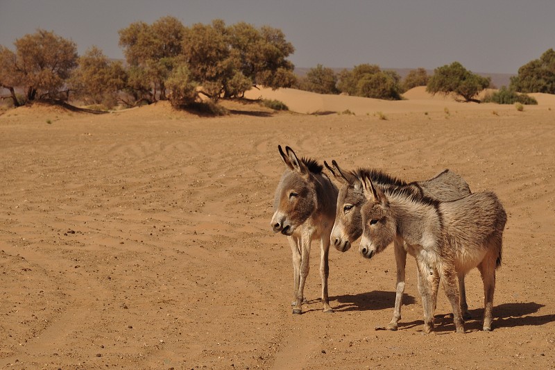 Maroko - Sahara - mezi městem Tagounite a dunami Chegaga 