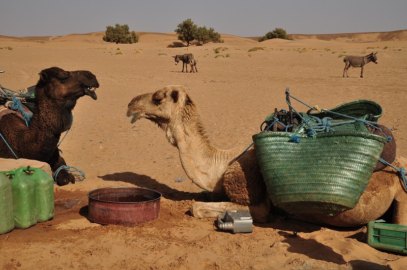 Maroko - Sahara - mezi městem Tagounite a dunami Chegaga 