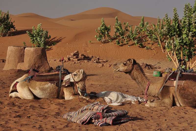 Maroko - Sahara - duny Chegaga  