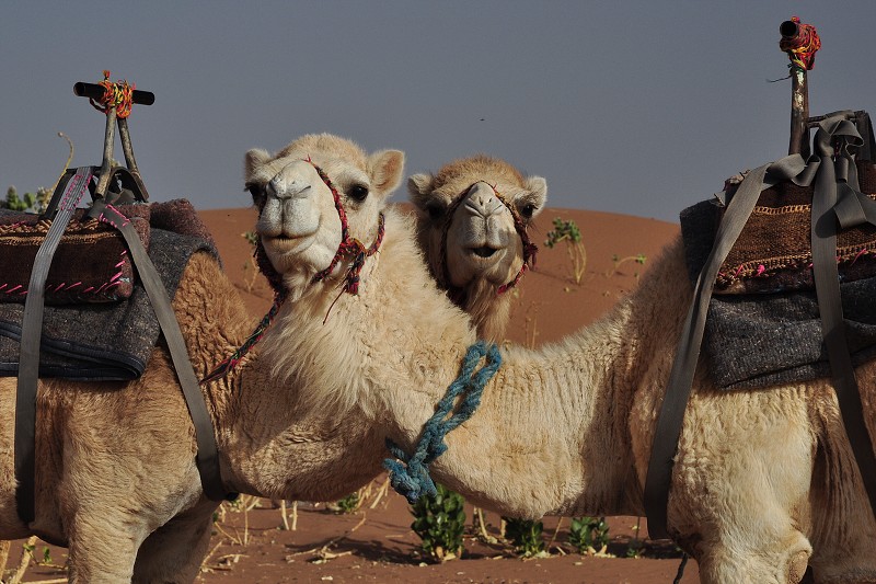 Maroko - Sahara - duny Chegaga  