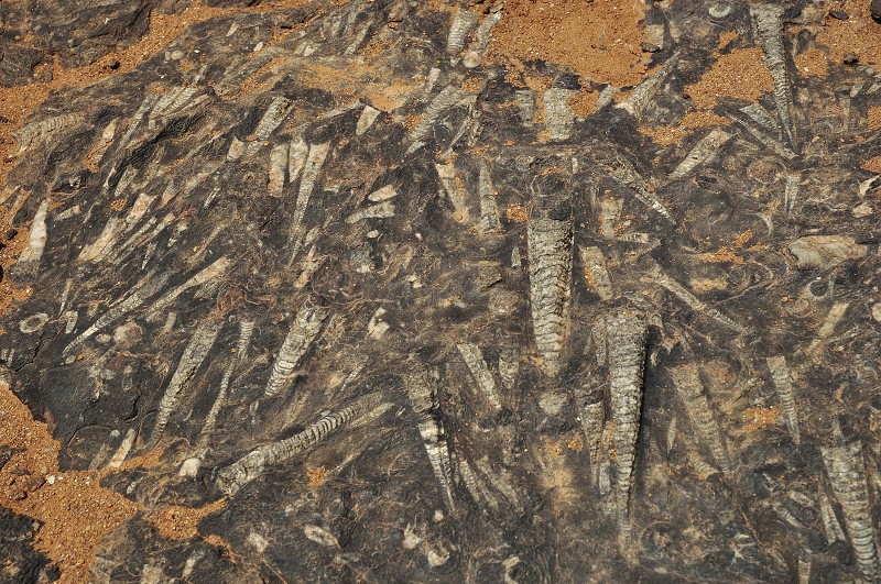 Maroko - naleziště fosilií ve vyschlém jezeře Iriqi, Sahara 