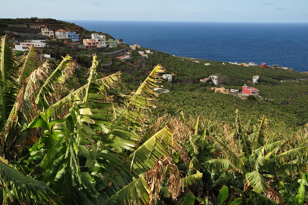 La Palma - Kanáry 2015 - Los Sauces 