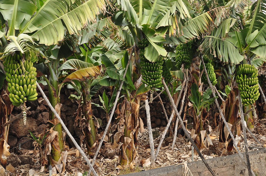 La Palma - Kanáry 2015 - banánové plantáže kolem La Cuesta 