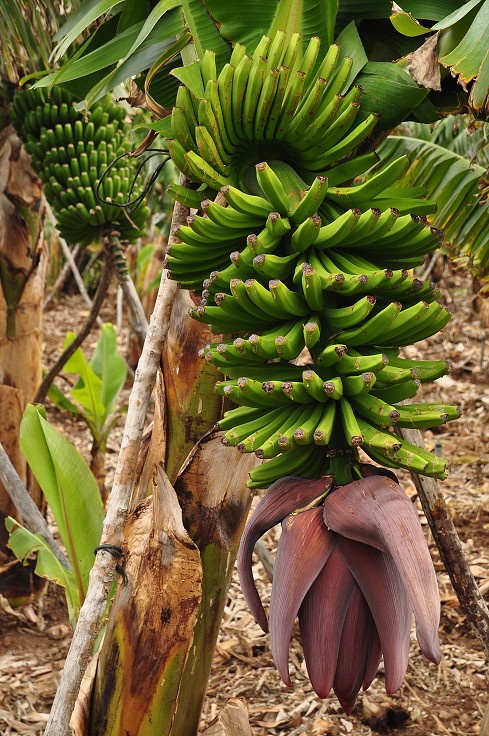 La Palma - Kanáry 2015 - banánové plantáže kolem La Cuesta 