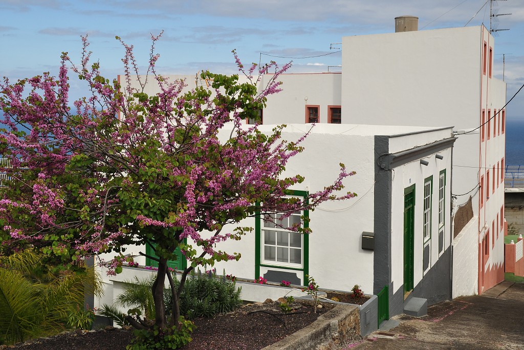 La Palma - Kanáry 2015 - Los Sauces 