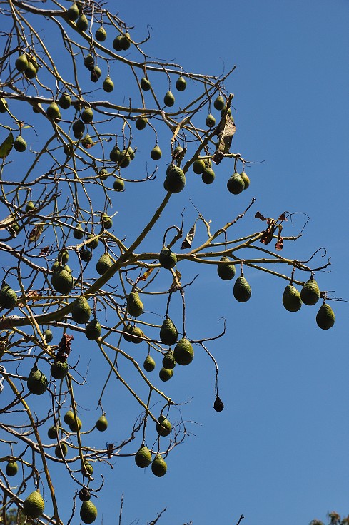 La Palma - Kanáry 2015 - avocado 