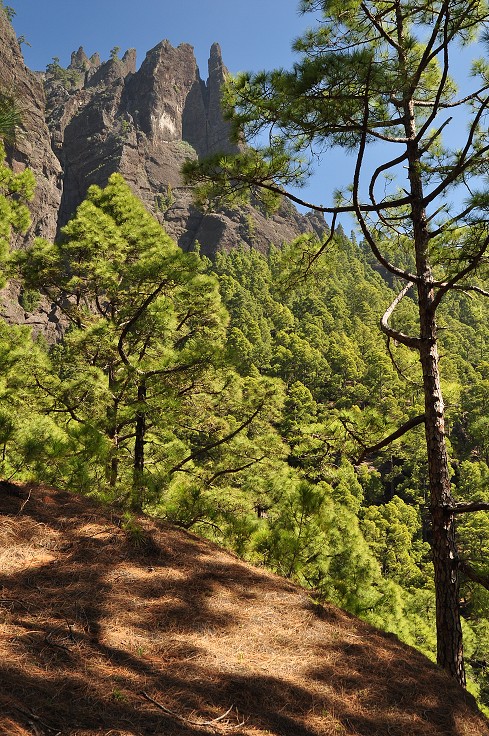 La Palma - Kanáry 2015 - sestup do kaldery z Los Brecitos 