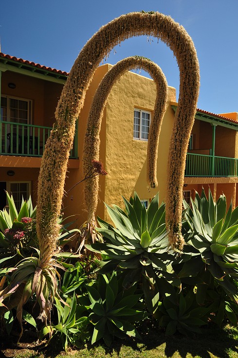 La Palma - Kanáry 2015 - náš hotel La Caleta v Los Cancajos 
