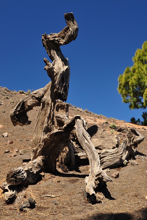 La Palma - Kanáry 2015 - Cumbre Vieja 