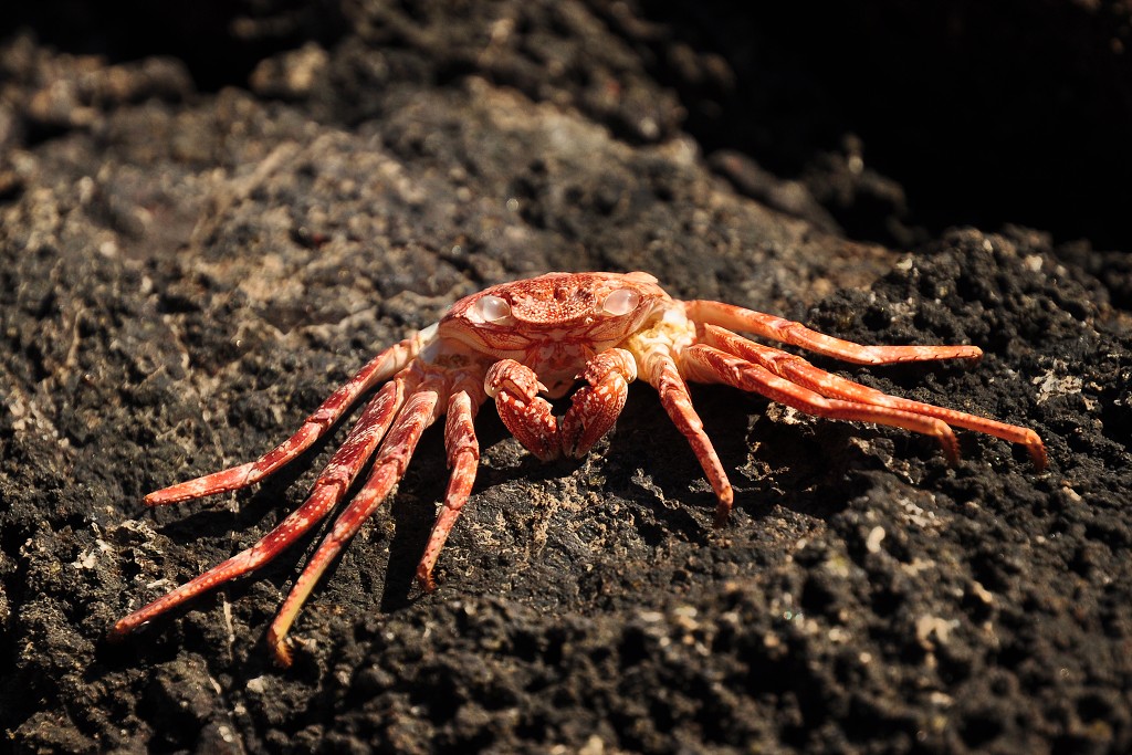 La Palma - Kanáry 2015 - krabi, Los Cancajos 