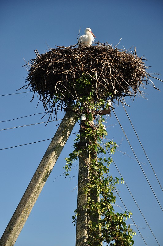 Pobaltí 2014 - čápi u Araiši, nedaleko Césis, Lotyšsko 