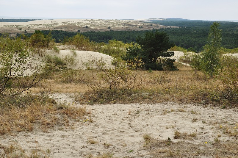 Pobaltí 2014 - duny Parnidis, Kurská kosa, Litva 