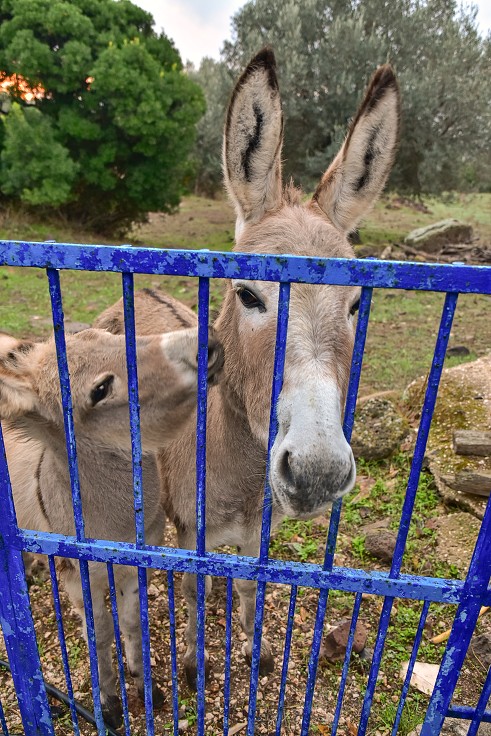 Sardinie - Oslíci za plotem našeho ubytování 