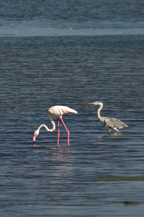 Sardinie - Laguna Stagni di San Teodoro 