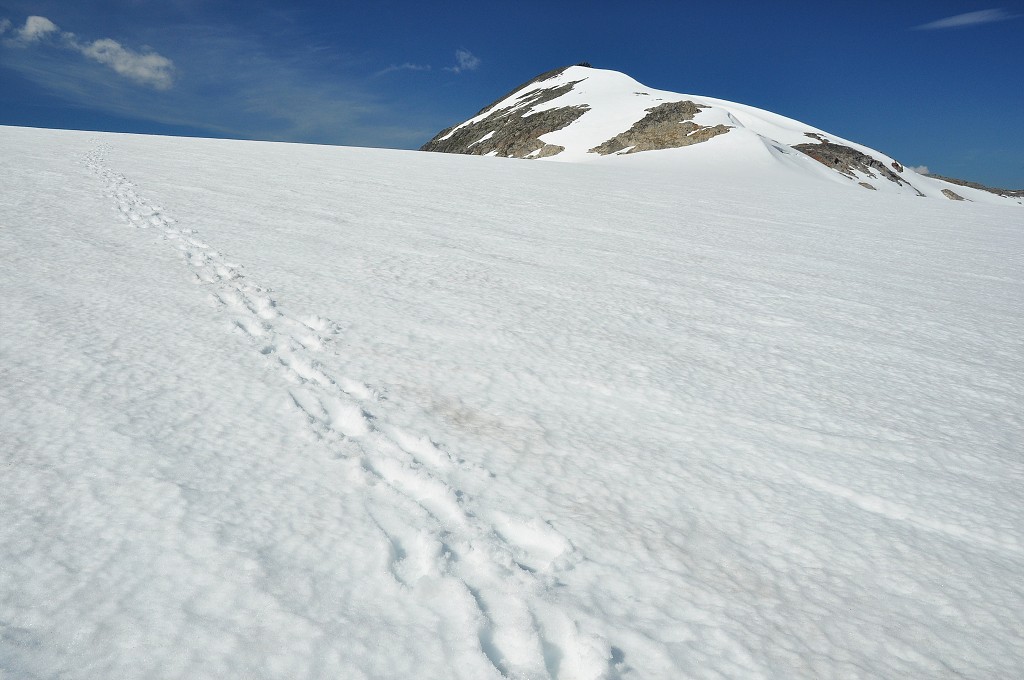 Skandinávie - ledovec Svartisen nad Storglomvatnet, Nordland