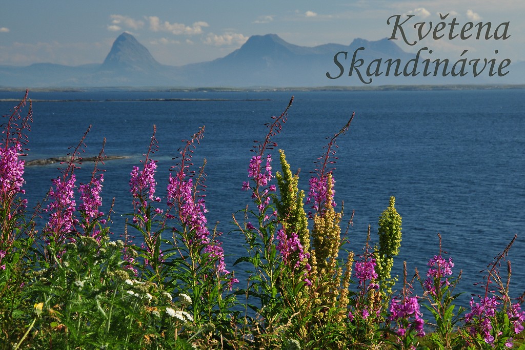 Skandinávie - vrbka úzkolistá, Nordland