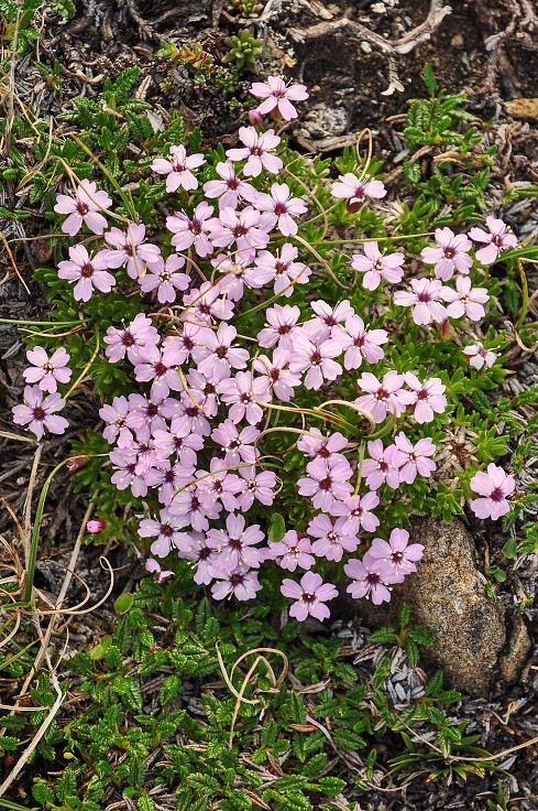 Skandinávie - Silenka bezlodyžná, n.p. Láhko, Nordland