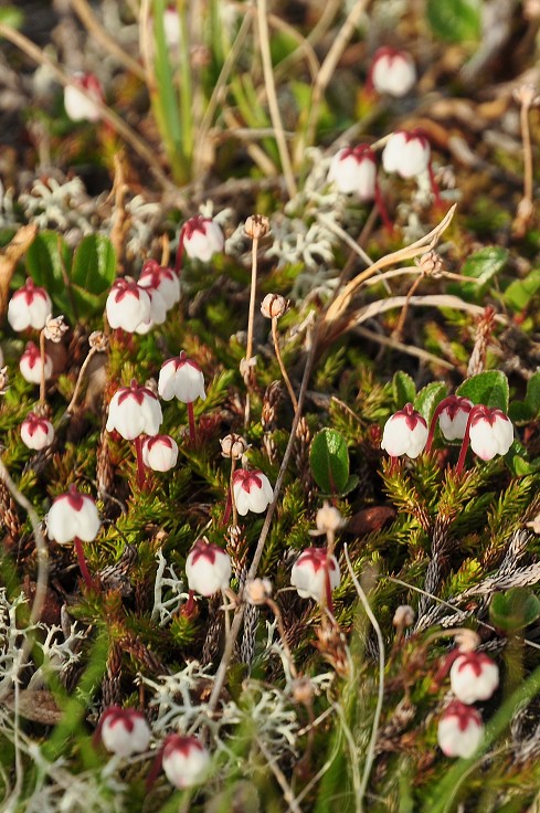 Skandinávie - n.p. Láhko, Nordland