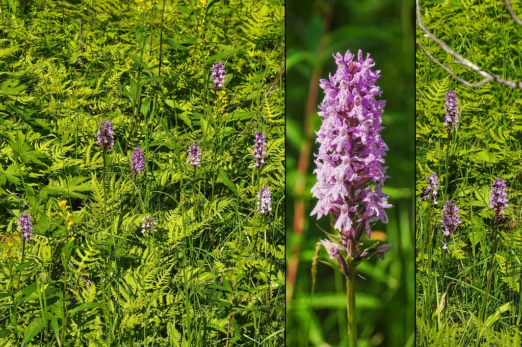 Skandinávie - Prstnatce, Vesterály