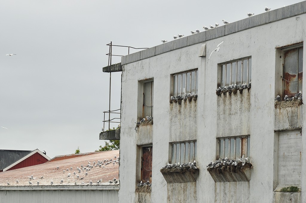 Skandinávie - Reine, ostrov Moskenesøya, Lofoty