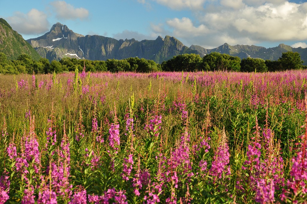Skandinávie - poloostr. Korsodden, ostr. Austvågøy, Lofoty