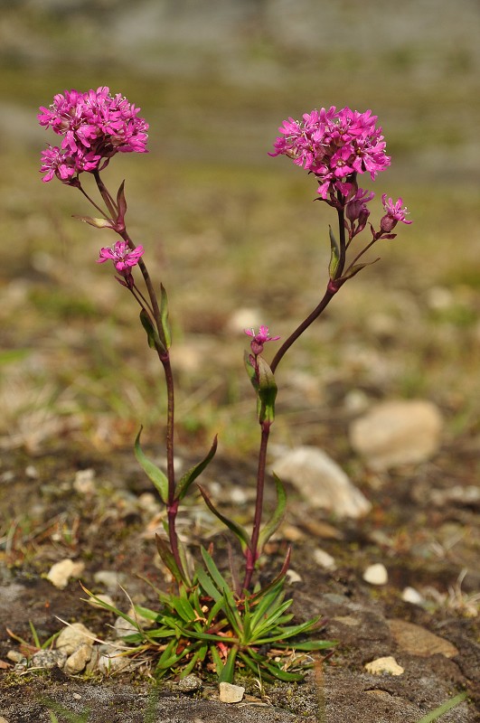 Smolnička alpská 